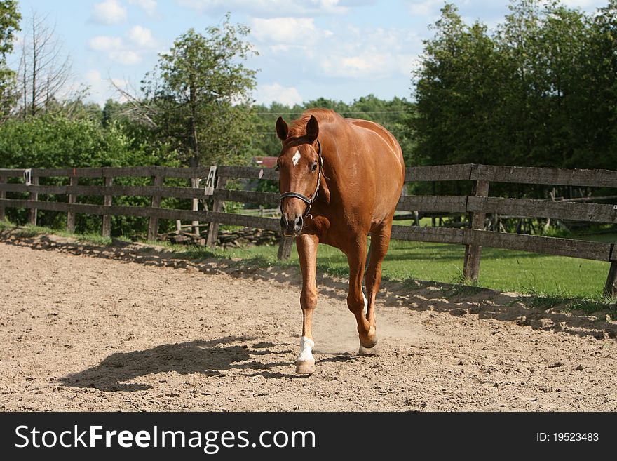 Beautiful Chestnut Mare Trotting