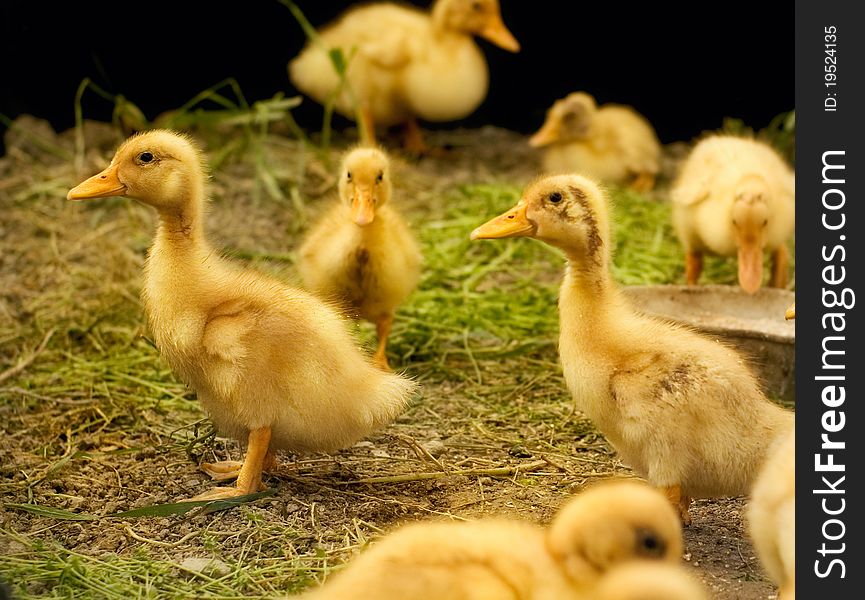 Group Of Little Ducklings