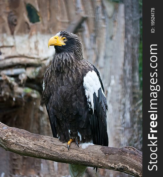 Majestic eagle perched on a branch