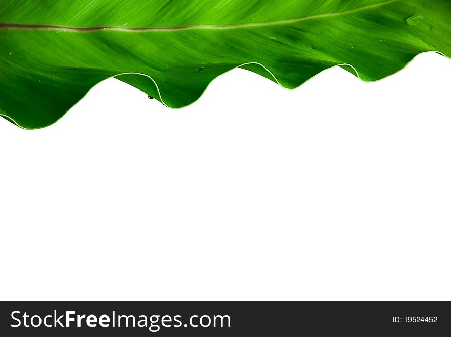 Leaves isolated on white background. Leaves isolated on white background.
