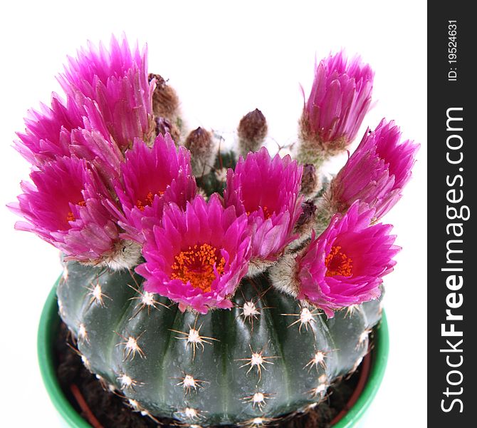 Cactus plant blooming with purple flowers
