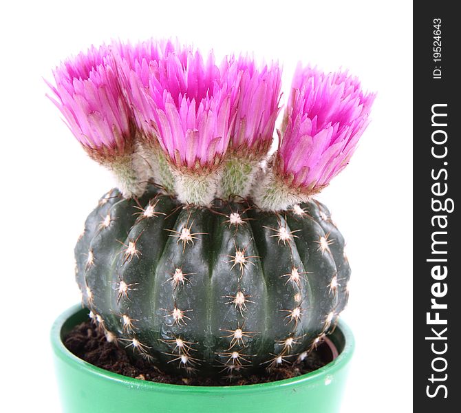 Cactus plant blooming with purple flowers