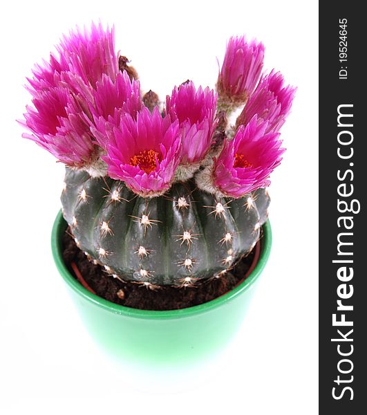 Cactus plant blooming with purple flowers