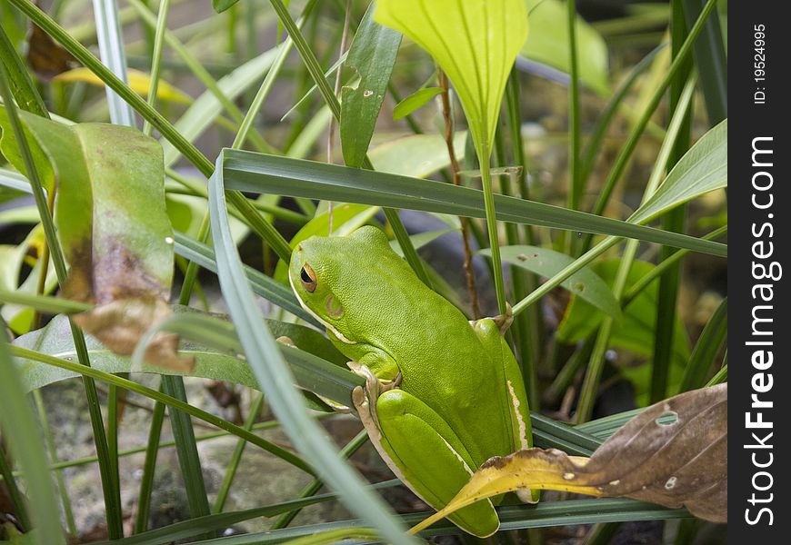 Green Tree Frog in Port Douglas, Queensland, Australia. Green Tree Frog in Port Douglas, Queensland, Australia