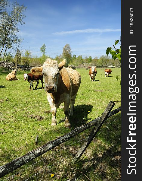 Cow calf in the front of flock. Cow calf in the front of flock