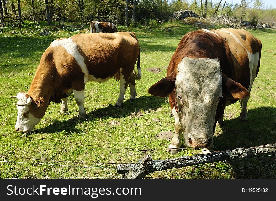 Swedish cows on a spring field