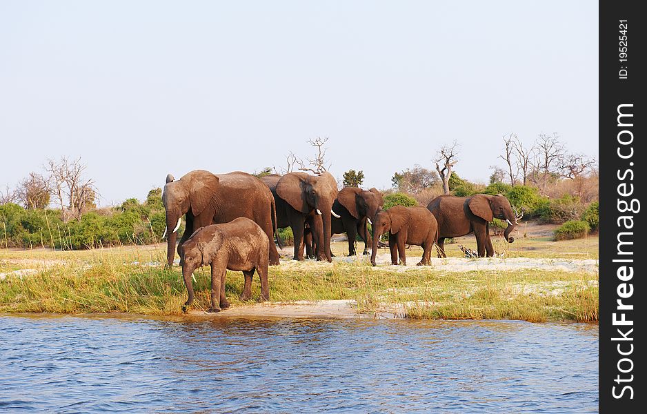 Large herd of African elephants (Loxodonta Africana) drinking from the river in Botswana