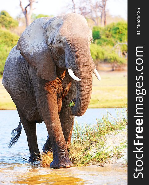 Large African elephants (Loxodonta Africana) walking in the river in Botswana. Large African elephants (Loxodonta Africana) walking in the river in Botswana