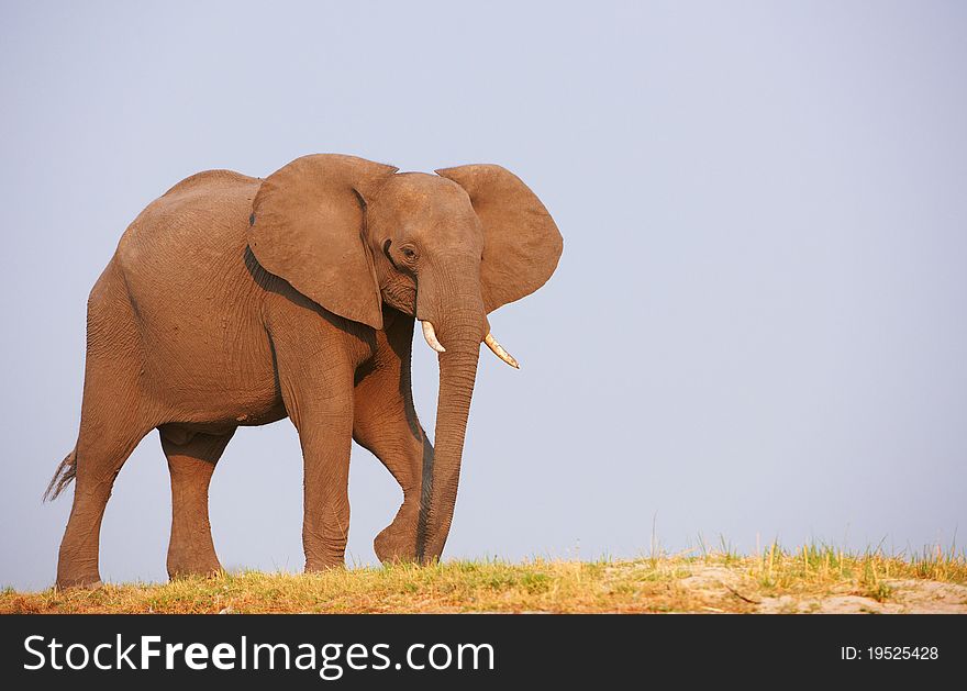 Large African elephants (Loxodonta Africana) standing in savanna in Botswana. Large African elephants (Loxodonta Africana) standing in savanna in Botswana