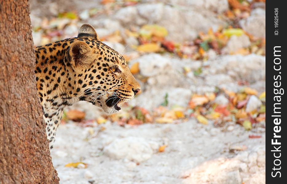 Leopard Sitting In The Grass