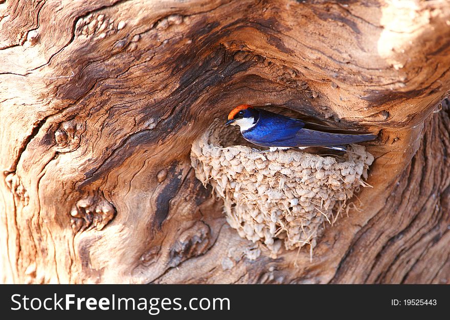 Wire-tailed Swallow (Hirundo smithii) sitting in its nest in Botswana