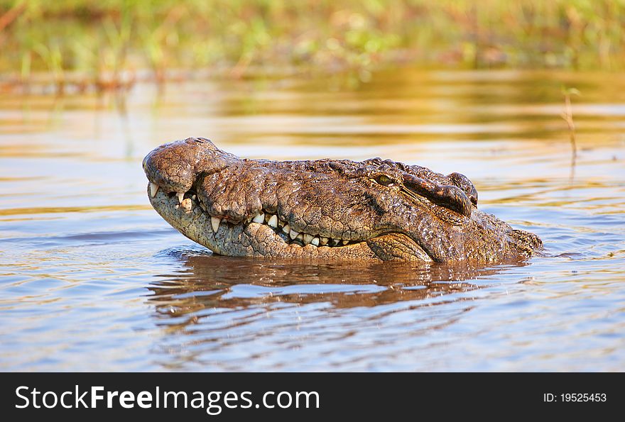 Crocodile (Crocodylus Niloticus)