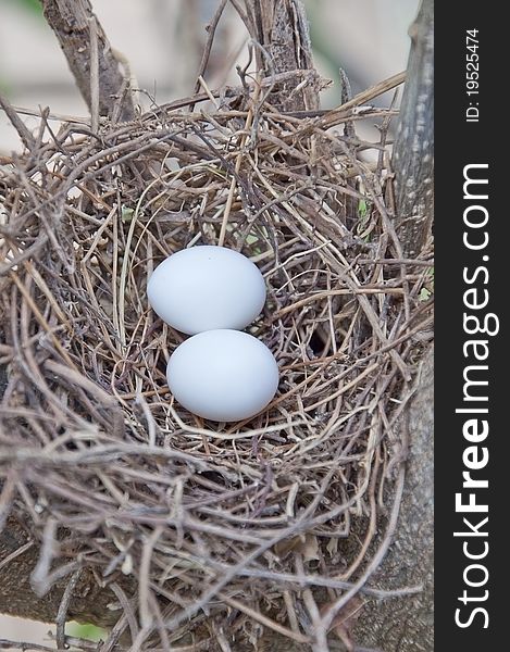 Bird net and egg on the tree