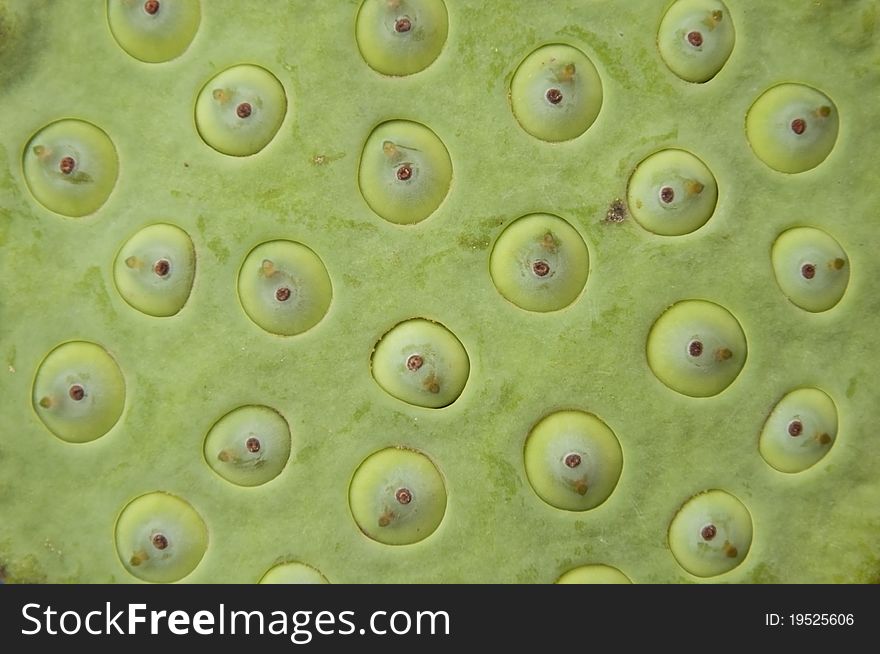 Lotus seeds