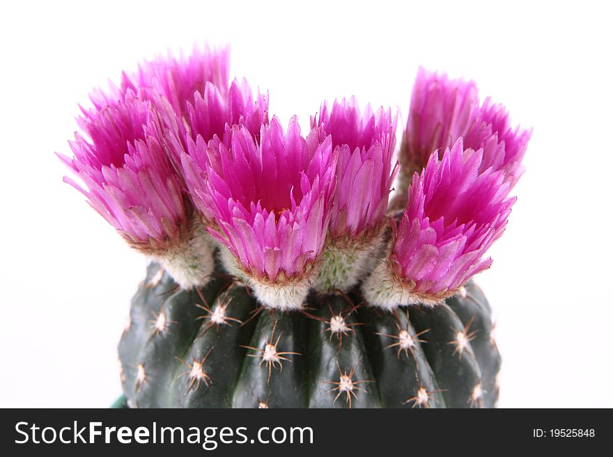 Cactus plant blooming with purple flowers