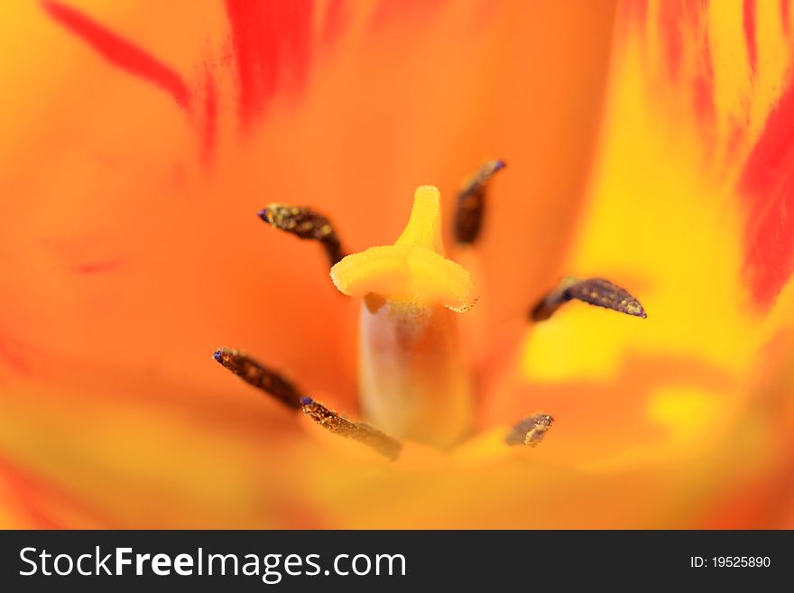 Close up shot of Tulip inside details. Close up shot of Tulip inside details