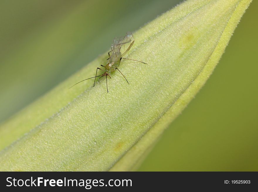 Close up shot of tiny mosquito on green leaf