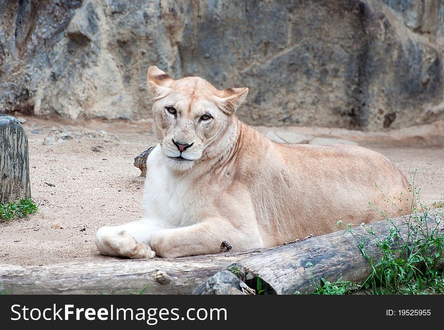 An African female lion cat in a relaxed pose, looking straight into the camera.