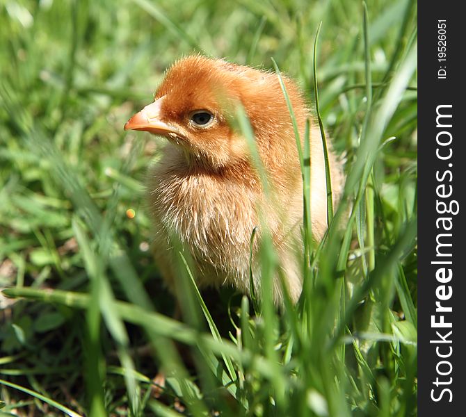 Brown baby chicken on grass