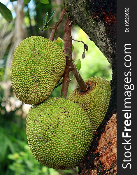 Jackfruit