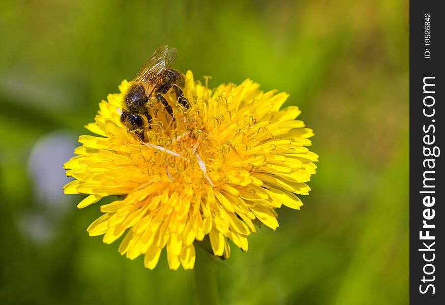 Bee on a dandelion flower. Bee on a dandelion flower