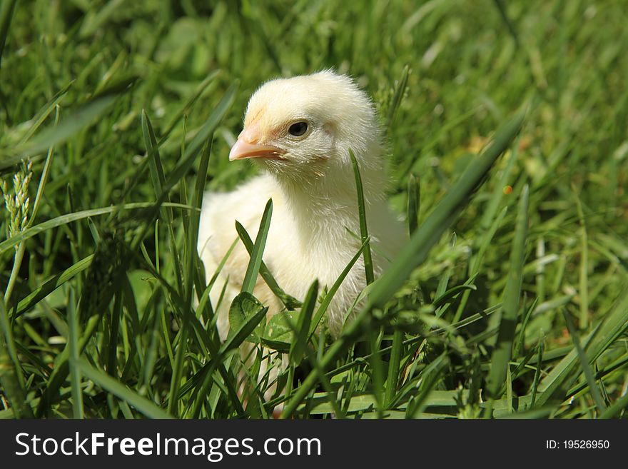 Yellow baby chicken on grass
