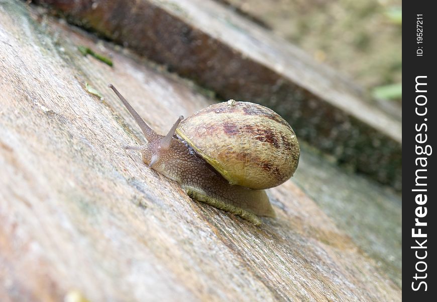 Snail on a plank of wood in a snail farm in Greece. Snail on a plank of wood in a snail farm in Greece