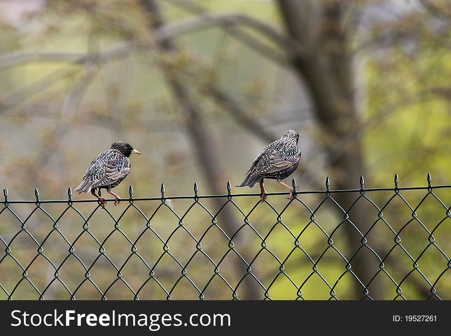 Starlings On The Fence