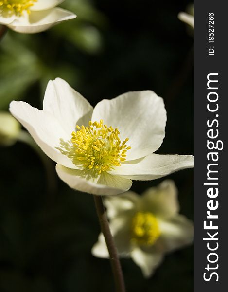 A wood anemone fiower close-up