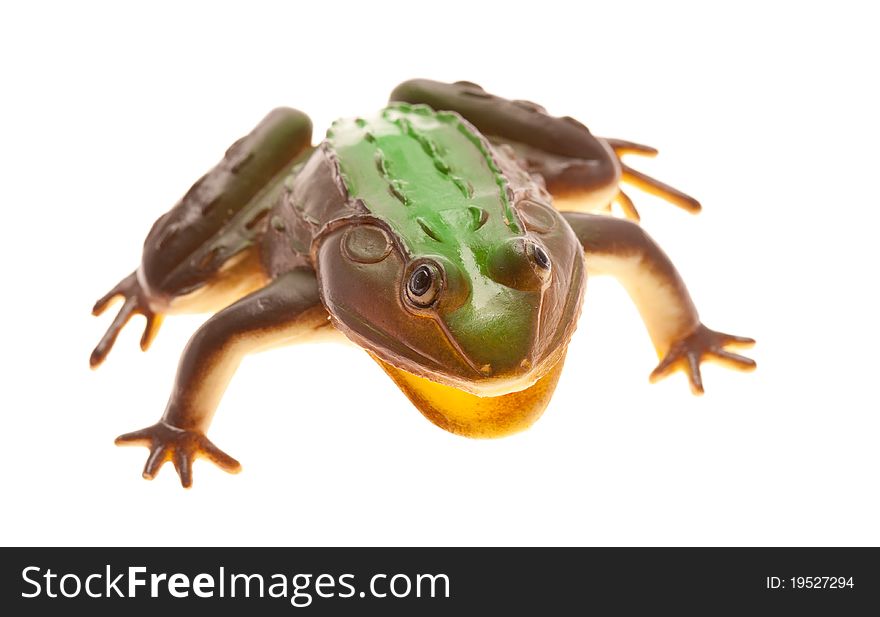 Big frog close-up, front view, isolated on white. Big frog close-up, front view, isolated on white