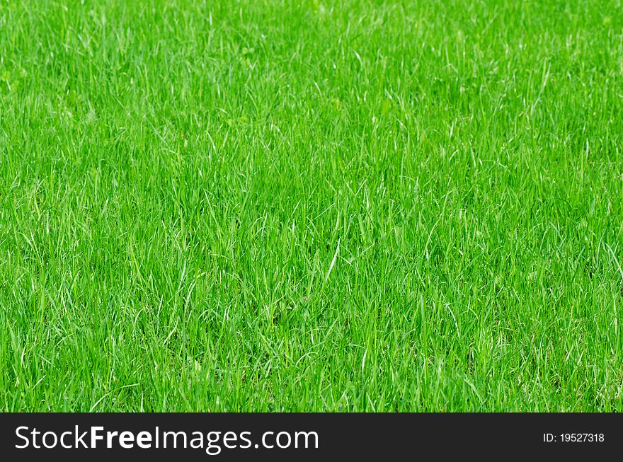 The fresh green grass as a background