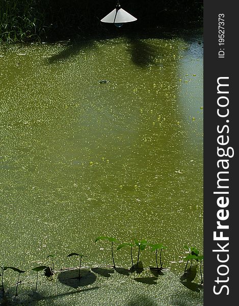 Swamp in the farn with water plant