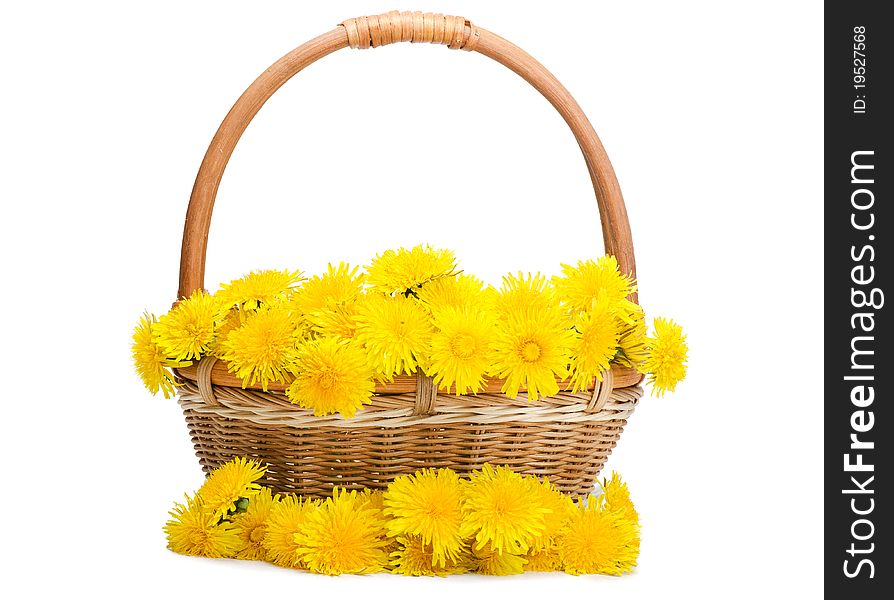 Yellow dandelion in basket