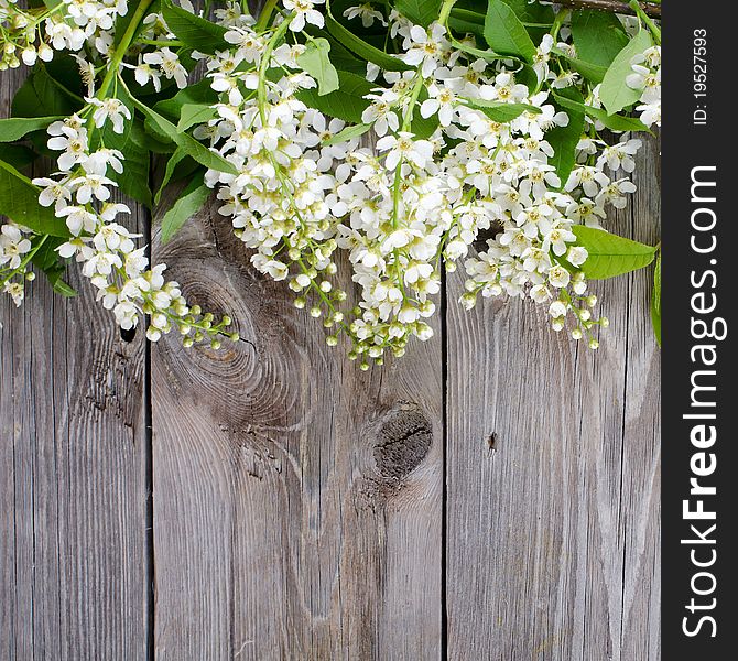 Bird cherry branch on a wooden surface