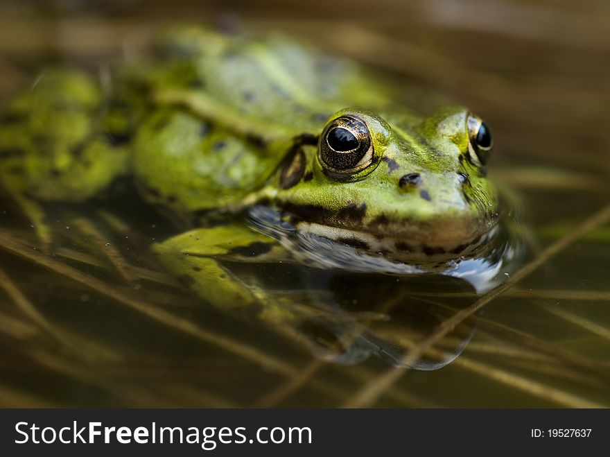 Green frog in the water with bulging eyes