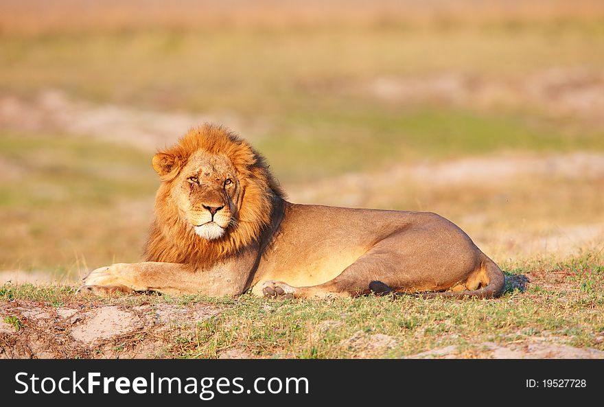 Lion (panthera Leo) In Savanna