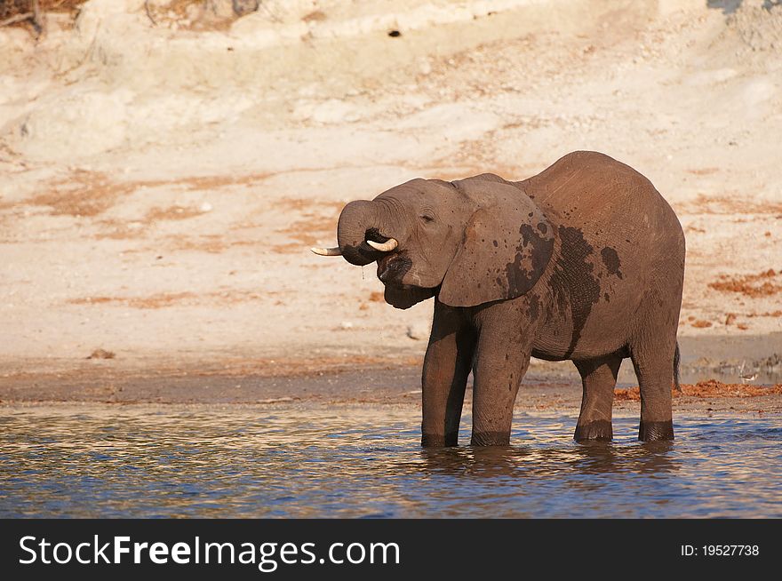 Large African elephant (Loxodonta Africana) standing in the river in Botswana