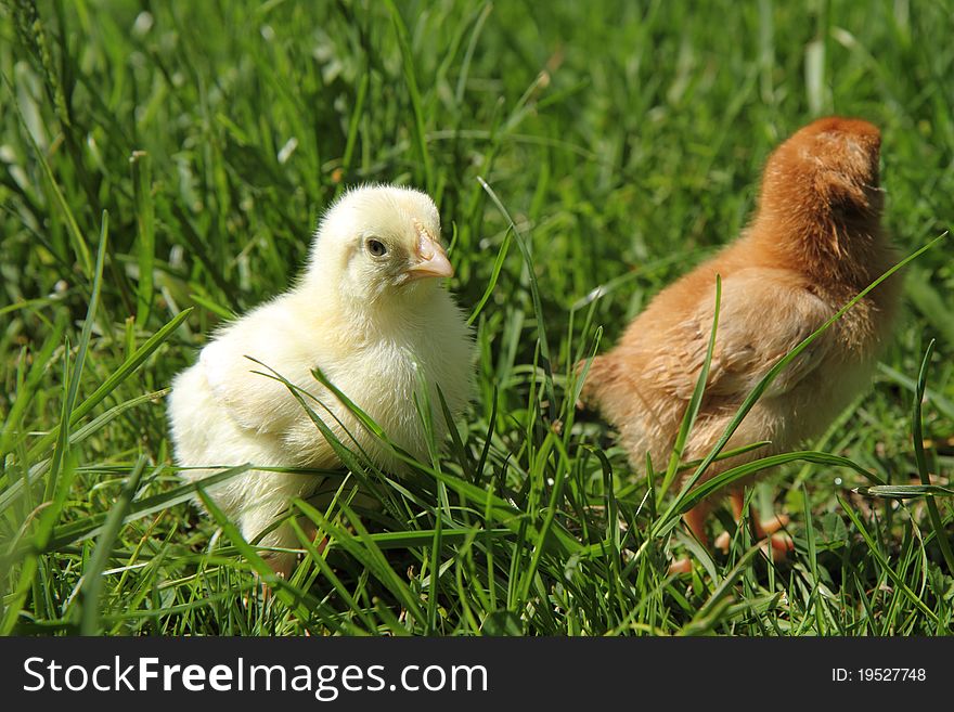 Cute baby chickens on grass. Cute baby chickens on grass