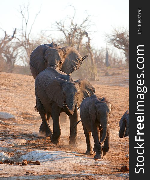 Herd of Large African elephants (Loxodonta Africana) in savanna in Botswana. Herd of Large African elephants (Loxodonta Africana) in savanna in Botswana