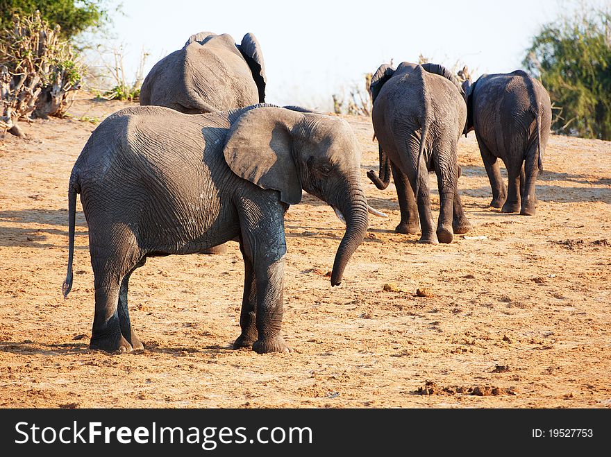 Large Herd Of African Elephants