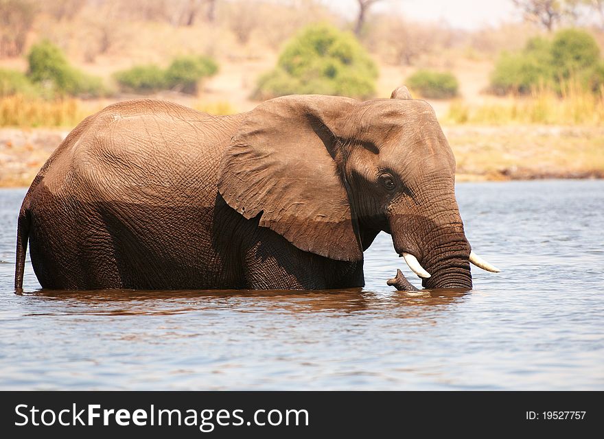 Large African elephant (Loxodonta Africana) standing in the river in Botswana. Large African elephant (Loxodonta Africana) standing in the river in Botswana