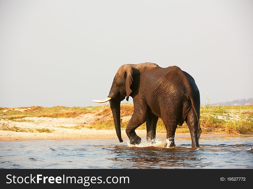 Large African elephant (Loxodonta Africana) walking in the river in Botswana. Large African elephant (Loxodonta Africana) walking in the river in Botswana