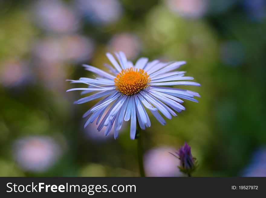 Flower of purple chamomile on a soft background