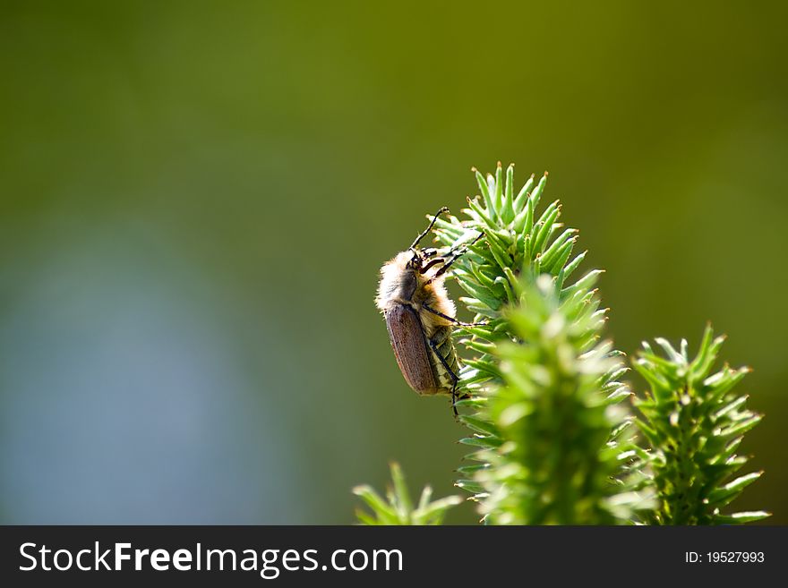 Chafer is sitting on a green branch. highlighted by the bright sun. Chafer is sitting on a green branch. highlighted by the bright sun