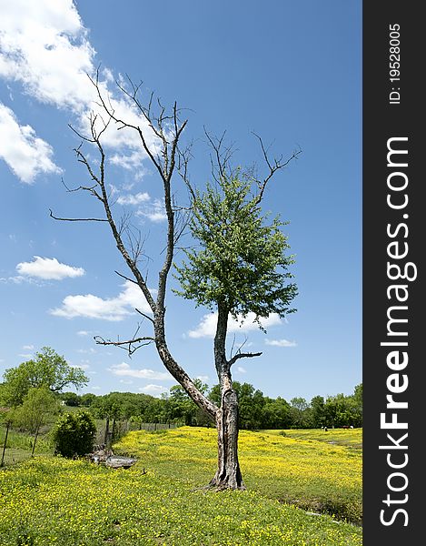 A tree in a beautiful yellow horse pasture with blue sky, vertical with copy space. A tree in a beautiful yellow horse pasture with blue sky, vertical with copy space