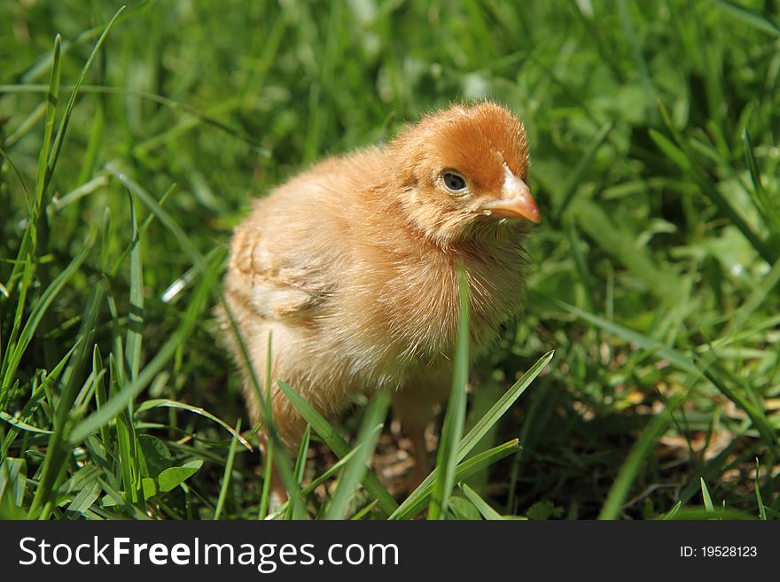 Brown baby chicken on grass