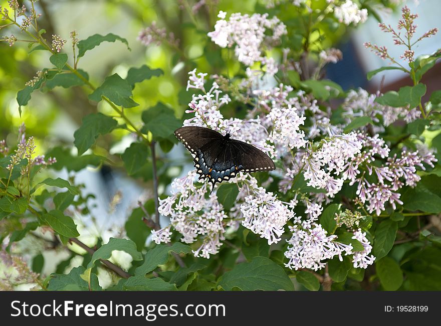 A Black Swallowtail Butterfly, Papilio Polyxenes, on a lilac bush in springtime