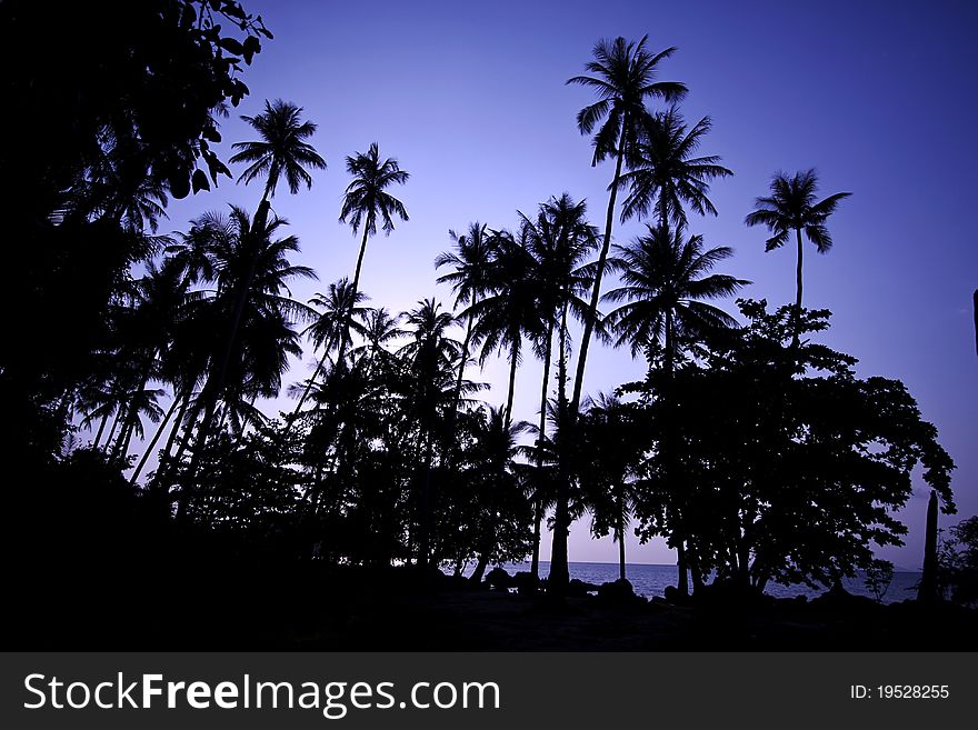 Coconut Tree At Sunrise - Kao Mak, Thailand