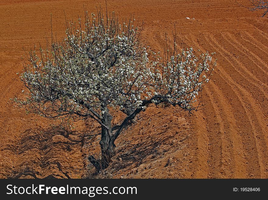 Spring Fields