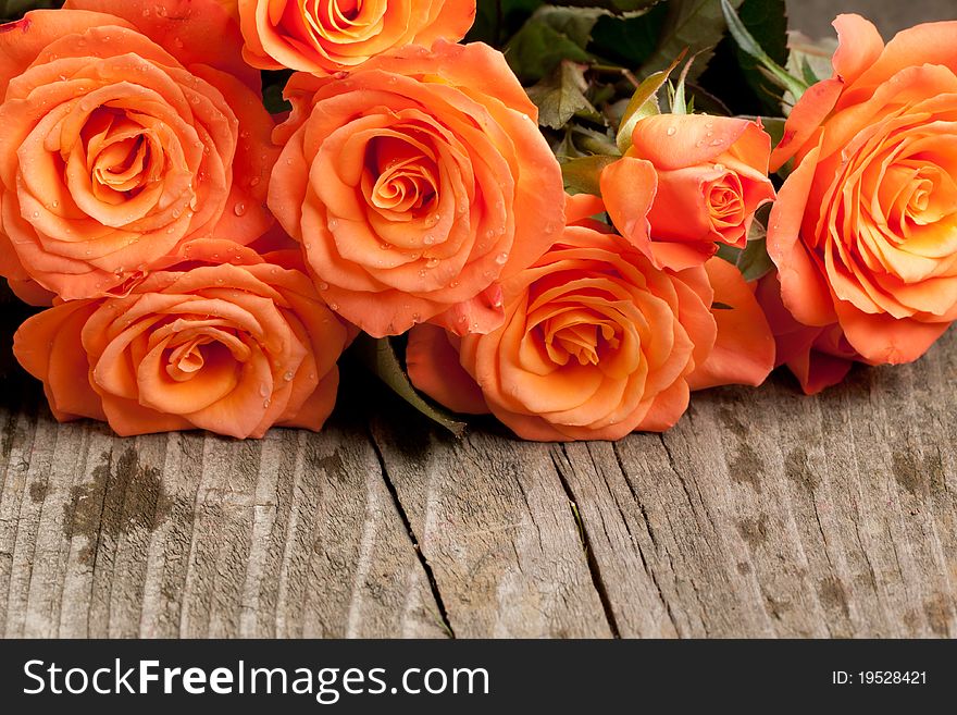 Orange Roses